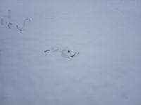 IMG_20221207_093021 (800x600).jpg